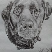 Naturalistic drawing of a dog. Drawing, Traditional illustration, Naturalistic Illustration, and Pencil Drawing project by Victory Kanu - 09.22.2025