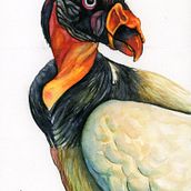 Zopilote Rey. Un proyecto de Dibujo realista, Ilustración tradicional, Pintura a la acuarela e Ilustración naturalista				 de Mariela Rojas - 24.09.2025