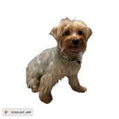 Proyecto 1 . DIY, Design și Decorațiuni de perlafda - 10.03.2025