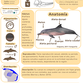 Infografía de Delfín costero (Sotalia guianensis) y iguana comun (Iguana iguana). Graphic Design, Infographics, Information Design & Interactive Design project by Deisy Acero - 10.05.2025