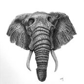 My dear elephant . Realistic Drawing, Drawing, and Pencil Drawing project by Bertrand Haulotte - 10.11.2025