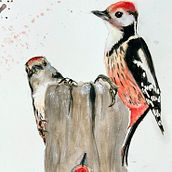 Pic mar à l'aquarelle - étude. Ilustração tradicional, Pintura em aquarela, Desenho realista e Ilustração naturalista projeto de p_m_guinchard - 13.10.2025
