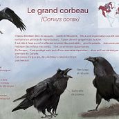 Le grand corbeau : infographie. Desenho realista, Ilustração tradicional, Ilustração digital e Ilustração naturalista projeto de p_m_guinchard - 13.10.2025