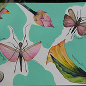 Naturalist Watercolor Journal: Insects & Plants. Botanical Illustration, Traditional illustration, Naturalistic Illustration, Sketchbook, and Watercolor Painting project by Bahareh Ghorbani - 10.14.2025