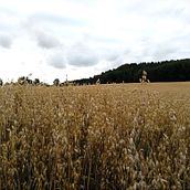 Fall instagram projects. Een project van Cop, writing, Communicatie, Marketing y Social media van zuzannawasacz - 24.10.2025