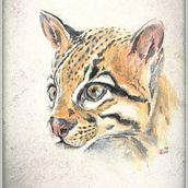 Tête d'ocelot à l'aquarelle. Een project van Realistische tekening, Traditionele illustratie, Naturalistische illustratie y Aquarelschilderen van Domi B - 27.10.2025