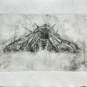 Creating the "Night Moth" engraving using the drypoint technique, using Tetra Pak and Pasta Press.. Drawing, Sketching, Printing, Arts, Crafts, and Artistic Drawing project by Maryna Shkoliar - 11.07.2025