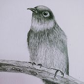 Graphite study. Drawing, Fine Arts, Naturalistic Illustration, Pencil Drawing, and Realistic Drawing project by jmackenzienorthmountain - 11.14.2025