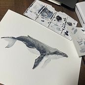 Ballena Jorobada  . % Joha Pereyra tarafından hazırlanan Doğalcı İllüstras, on, Tablo, Sulubo, a Resim, Ve Güzel sanatlar projesi - 11.15.2025