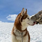 Lobos vs Huskys. Un proyecto de Desarrollo Web, Programación, Inteligencia Artificial e IA para programación de Robert Barrios - 15.11.2025