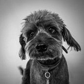 Mi dulce Milo ✨️ Ein Projekt aus dem Bereich Fotografie, Studiofotografie, Porträtfotografie, Lifest, le-Fotografie, Dokumentarfotografie und Interieurfotografie von Paula sofia Ocampo - 18.11.2025