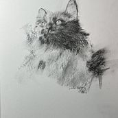 My cat Vala . Een project van Beeldende kunst, Tekening, Illustratie met inkt y Naturalistische illustratie van lbecerrilf - 19.11.2025