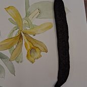 Aquarela botânica Vanilla pompona. Un progetto di Pittura ad acquerello e Illustrazione botanica di Rachel Heringer - 20.11.2025