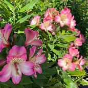 sèrie fotogràfica color . Fotografie de Alba - 11.22.2025