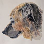 Rogie. Un projet de Dessin réaliste, Illustration traditionnelle, Illustration naturaliste , et Aquarelle de Tim Fitzgerald - 23.11.2025