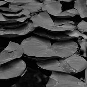 Fotografia a nenúfars . Fotografie și Fotografie în aer liber de Claudia Soriano - 12.07.2025