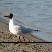 aves chilenas. Photograph project by Bastian Tapia Otazo - 12.13.2025