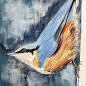 Passerin indigo Ein Projekt aus dem Bereich Bildende Künste, Bleistiftzeichnung, Zeichnung, Aquarellmalerei und Naturalistische Illustration von jdionforillon - 19.12.2025