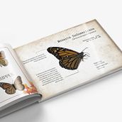 Farfalle urbane di Cuenca. Un progetto di Graphic design, Design editoriale e Illustrazione digitale di Katherine Segarra - 20.12.2025