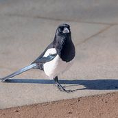 Reflejos y alas . % valegonzalez_niebla tarafından hazırlanan Fotoğrafçılık, Ve Dijital Fotoğrafçılık projesi - 12.28.2025