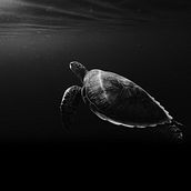  CGM. Business, Creative Consulting, Design Management, Management, Productivit, Artificial Intelligence, and ChatGPT project by Luan Gustavo - 01.03.2026