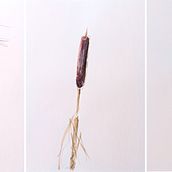 Plants by the river . % helen_ilus tarafından hazırlanan Çizim, Doğalcı İllüstras, on, Eskiz çizimi, Ve Kalem Çizimi projesi - 01.03.2026