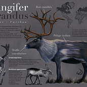 Rangifer Tarandus. Realistic Drawing, Traditional illustration, Digital Illustration, and Naturalistic Illustration project by Doriane D - 01.17.2026