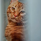 EL TIGRE DEL AMOR . Fotografia, Fotografia de estúdio, Fotografia de retrato, Fotografia Lifest, le, Fotografia documental, e Fotografia de interiores projeto de Virginia Lara - 19.01.2026