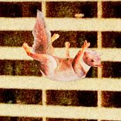BALCONING - VISCOPAF. Un proyecto de Animación 2D, Dirección de arte y Edición de vídeo de Benja Fernández - 20.01.2026