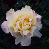 LLUVIA , FLORES , CALLES E HISTORIAS.. Fotografia, e Fotografia digital projeto de Virginia Lara - 21.01.2026