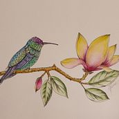 Beija Flor com Camelias Ein Projekt aus dem Bereich Botanische Illustration, Digitale Illustration, Traditionelle Illustration, Illustration mit Tinte, Naturalistische Illustration, Malerei und Aquarellmalerei von Márcia Podesta - 26.01.2026