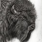 Animal illustrations. Un progetto di Disegno, Illustrazione con inchiostro, Illustrazione naturalistica e Belle arti di Jen - 28.01.2026