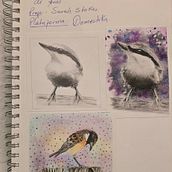 Practica de curso de aves!. Un projet de Aquarelle et Illustration naturaliste de Estefany Saray Carias Portillo - 29.01.2026