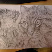 Katze Bleistiftzeichnung. Pencil Drawing project by saskia jäkel - 01.30.2026