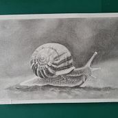 Little snail . % Saskia Lensink tarafından hazırlanan Çizim, Geleneksel illüstras, on, Doğalcı İllüstras, on, Ve Kalem Çizimi projesi - 01.31.2026