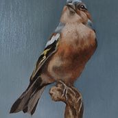 My finished project: Classical Oil Painting for Naturalistic Bird Portraiture. Fine Arts, Painting, Oil Painting, and Naturalistic Illustration project by suepaints2 - 02.08.2026
