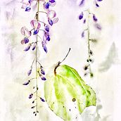 Follow Me Live on Saatchi Art . Un progetto di Pittura, Pittura ad acquerello, Pittura ad olio, Illustrazione con inchiostro, Illustrazione botanica, Design floreale e vegetale e Disegno di Zuzana Zachová - 11.02.2026