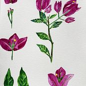 Bugambilia: Del Natural al Diseño. Fine Arts, Drawing, Traditional illustration, Painting, Watercolor Painting, Botanical Illustration, Digital Illustration, Graphic Design, and Creativit project by Barbara Rojas - 02.13.2026