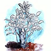 Bonsai. Projekt z dziedziny Sketching, Kreat, wność,  R, sunek, Trad, c, jna ilustracja i Sketchbook użytkownika Amaya Narvarte Navarro - 15.02.2026