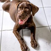 Sally la Labrador Ein Projekt aus dem Bereich Fotografie, Lifest, le-Fotografie, Fotografie für Instagram und Artistische Fotografie von Tamara Perez - 18.02.2026