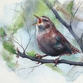 Jenny Wren . Watercolor Painting, Artistic Drawing, and Painting project by Sarah Stokes - 02.19.2026
