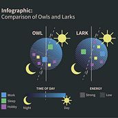 Infographic: Comparison of Owls and Larks . Managementul designului, Design grafic, Proiectarea informațiilor, Marketing, Infografice, Comunicare și Design de prezentare de Настя Бурковська - 02.21.2026