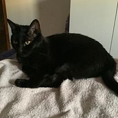 Mi Tarot . Artificial Intelligence, Concept Art, Creativit, Digital Illustration, Graphic Design, AI Content Creation, AI Design, and Digital Painting project by samanta_saitta - 02.27.2026