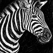 Cratchboard illustration . Projekt z dziedziny R, sunek, Trad, c, jna ilustracja, Ilustracja naturalist, czna, Grawerstwo, Sztuki piękne, R i sunek atramentem użytkownika Patricia Moravec - 03.03.2026