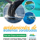 Cayo levantado. Publicidade projeto de Kelvin Enrique Albuez Lopez - 20.03.2026