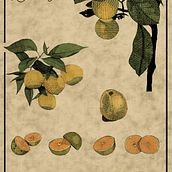 Laranjeira - Ilustração Botânica Ein Projekt aus dem Bereich Botanische Illustration, Zeichnung, Traditionelle Illustration, Illustration mit Tinte, Sketchbook und Skizzenentwurf von Juliana Andreis - 21.03.2026