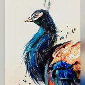 Watercolour peacock … free process video coming soon! . Watercolor Painting, and Painting project by Sarah Stokes - 03.23.2026