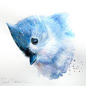 Expressive watercolour painting of a tufted titmouse . Watercolor Painting, Artistic Drawing, and Painting project by Sarah Stokes - 04.01.2026