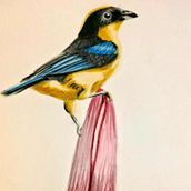 Ave posando sobre flor. Drawing, Fine Arts, Naturalistic Illustration, Pencil Drawing, Realistic Drawing, and Watercolor Painting project by Elías López - 04.02.2026