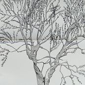 Ulivo. Traditional illustration, Drawing, Sketchbook & Ink Illustration project by Chiara Baldinelli - 04.05.2026